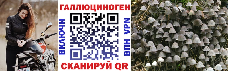 Галлюциногенные грибы Magic Shrooms  где найти   Красный Сулин 